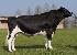 Raca: holandes preto e branco (leite) rgd: ax-117.